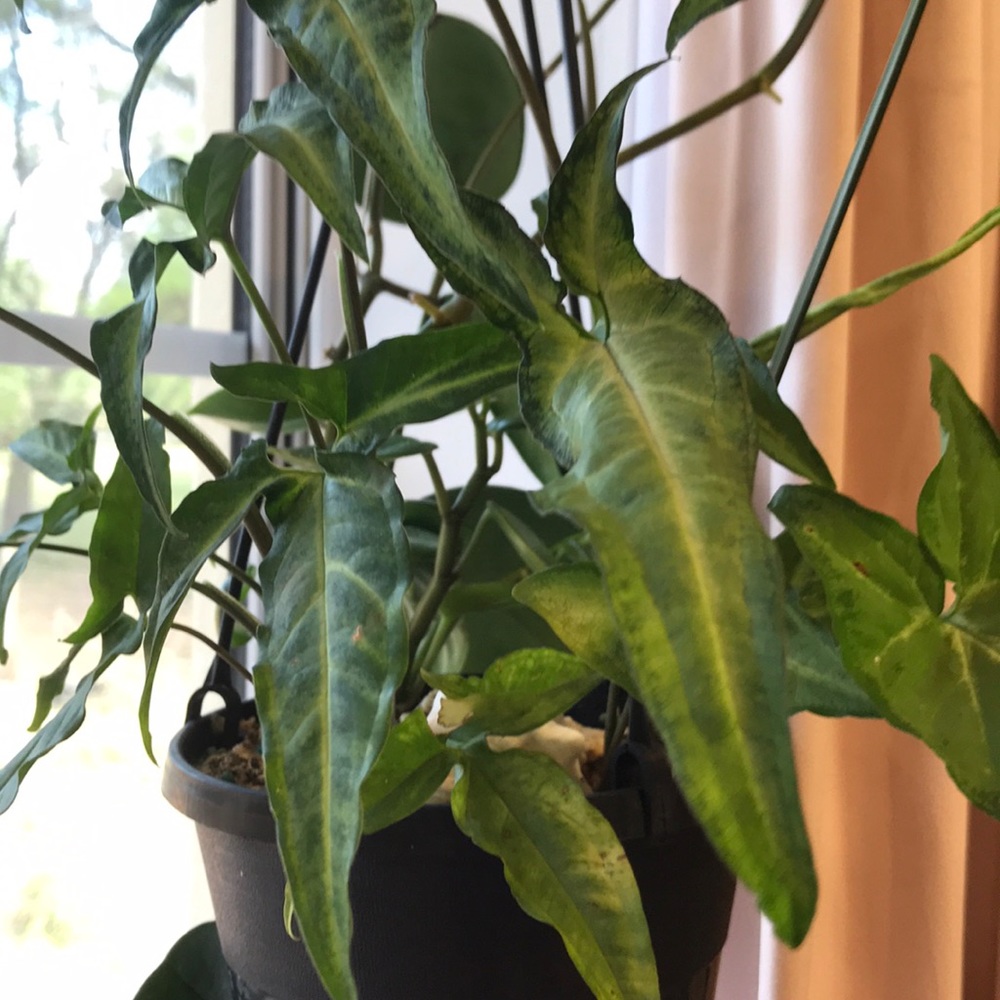 Syngonium podophyllum angustatum